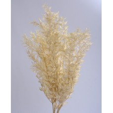 RUSCUS BLEACHED- OUT OF STOCK